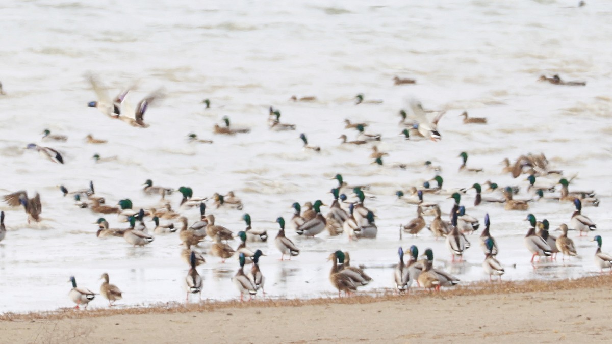 Basahatea - ML647135964