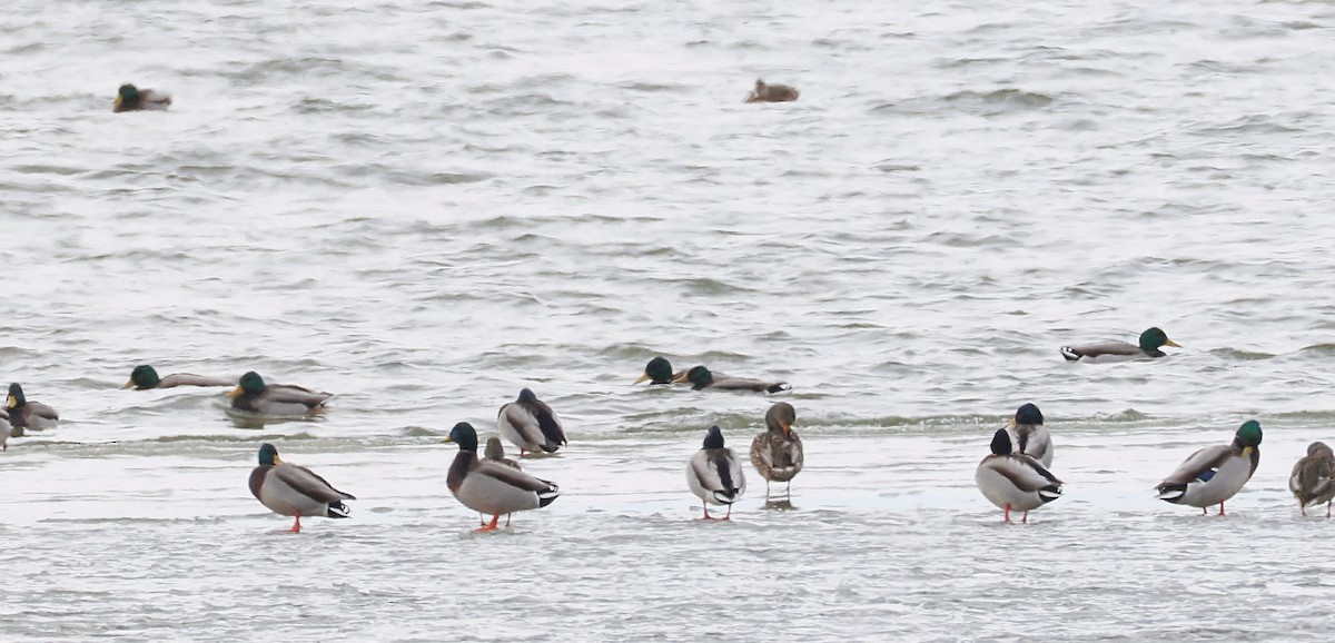 Basahatea - ML647135965