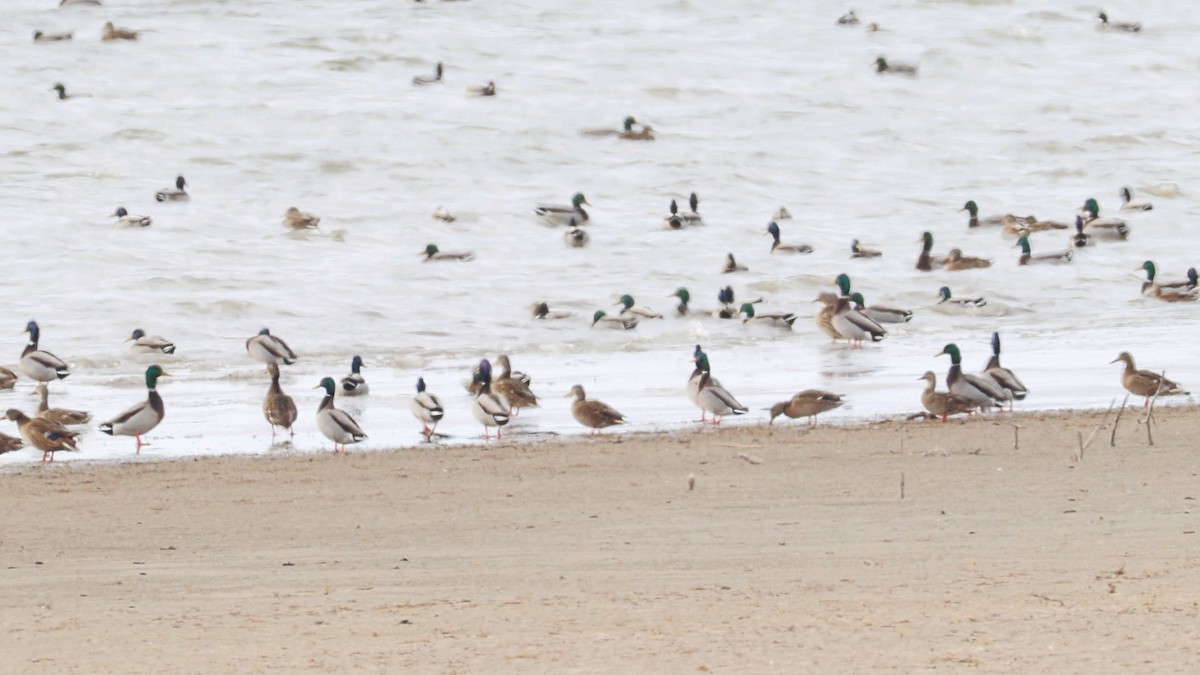 Basahatea - ML647135966