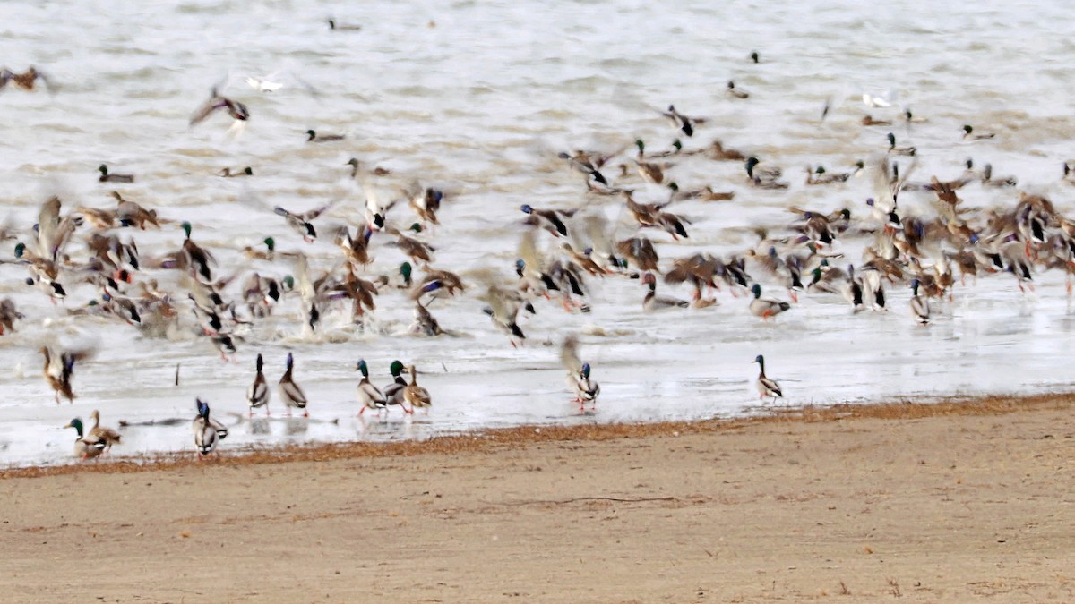 Basahatea - ML647135967