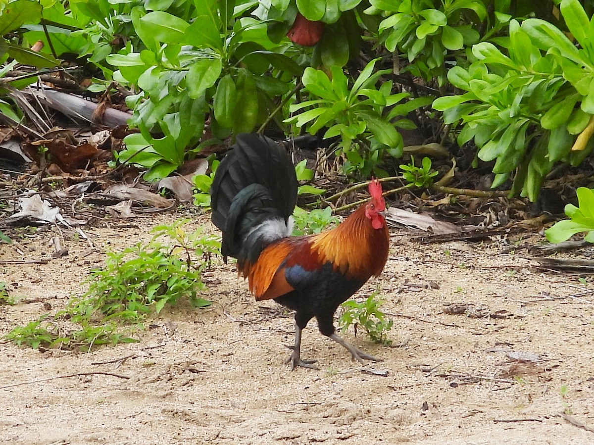 Oiloa (etxekoa) - ML647135968