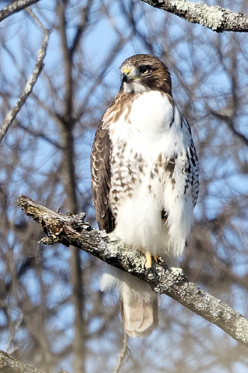 Zapelatz buztangorria - ML647135969