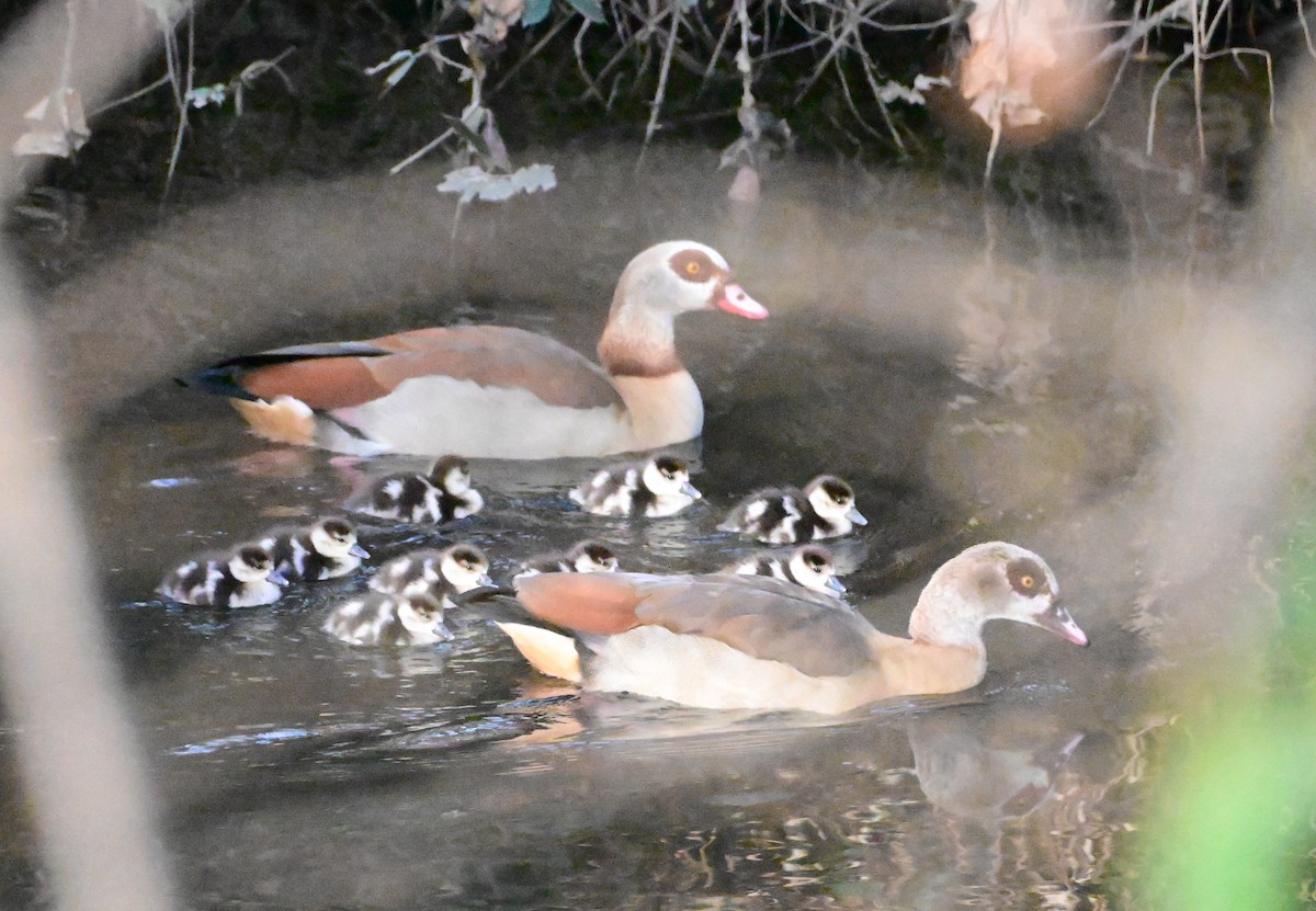 Antzara egiptoarra - ML647135972