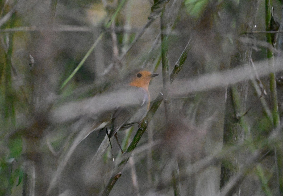 Txantxangorria - ML647135973