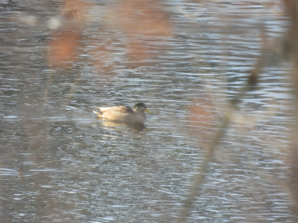 Basahatea x Ahate iluna (hibridoa) - ML647135974