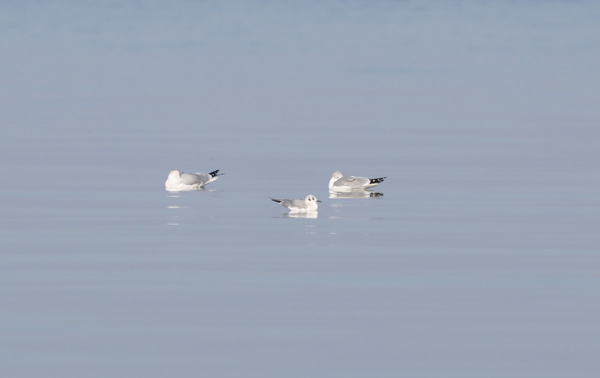 Bonaparte antxeta - ML647135975