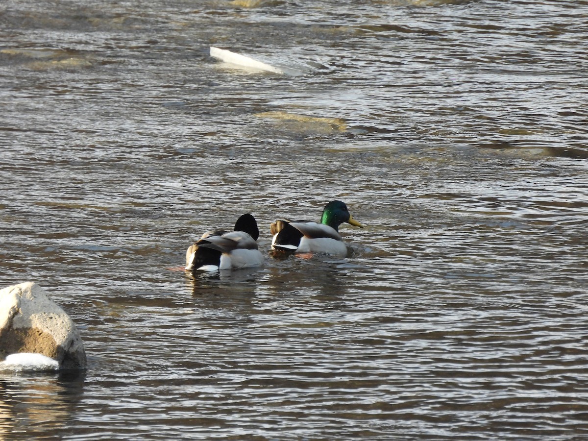 Basahatea - ML647135976