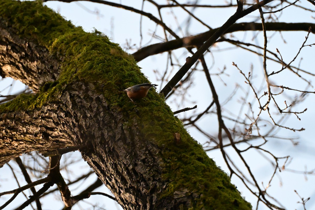 Garrapo eurasiarra - ML647135978