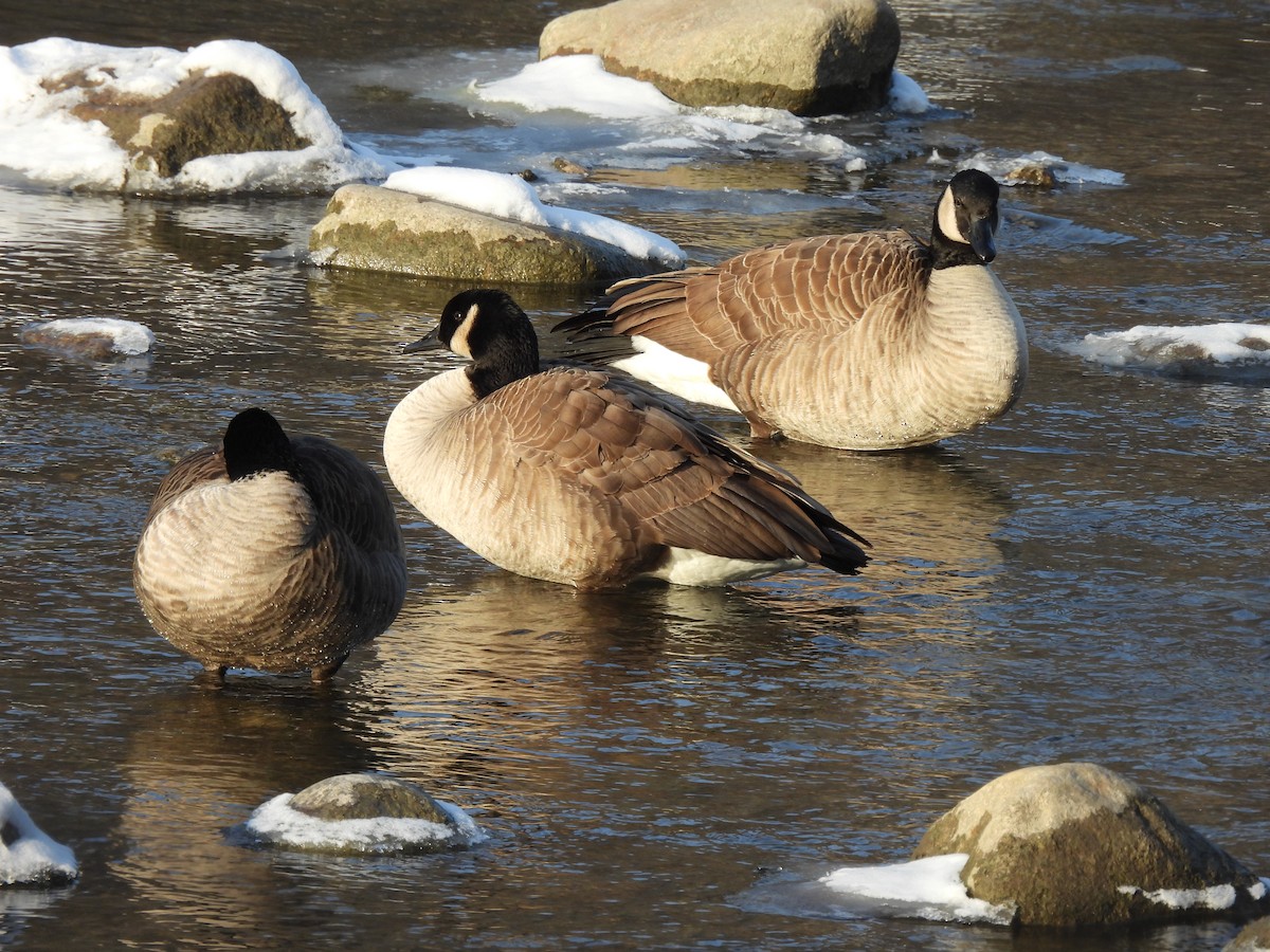 Branta kanadar handia - ML647135979