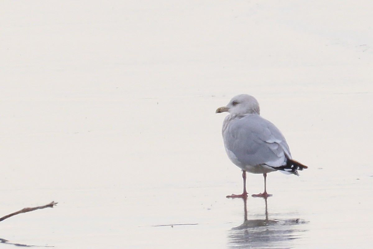 Delawareko kaioa - ML647135980