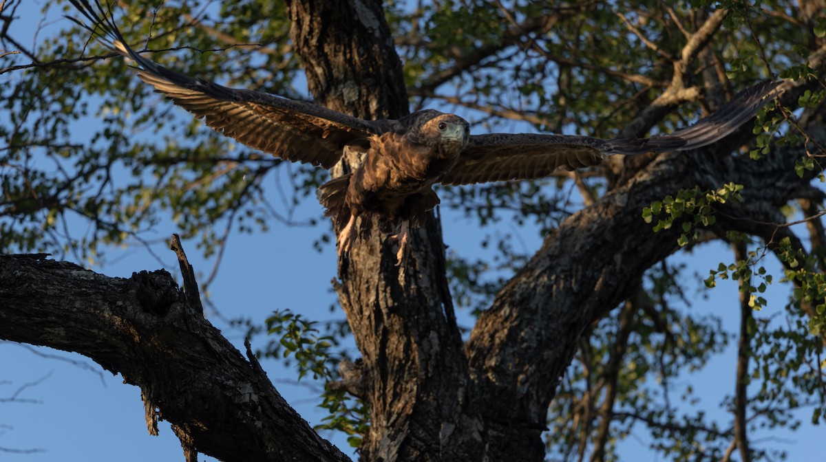 Arrano akrobata - ML647135982