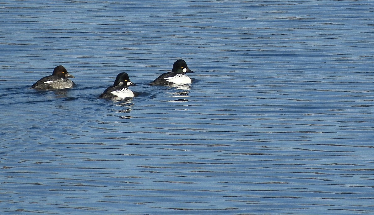 Murgilari urrebegia - ML647135983