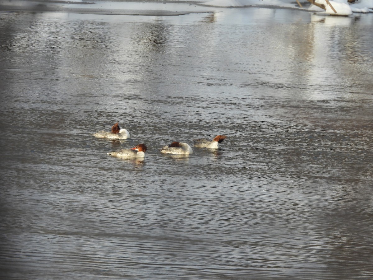 Zerra handia - ML647135984