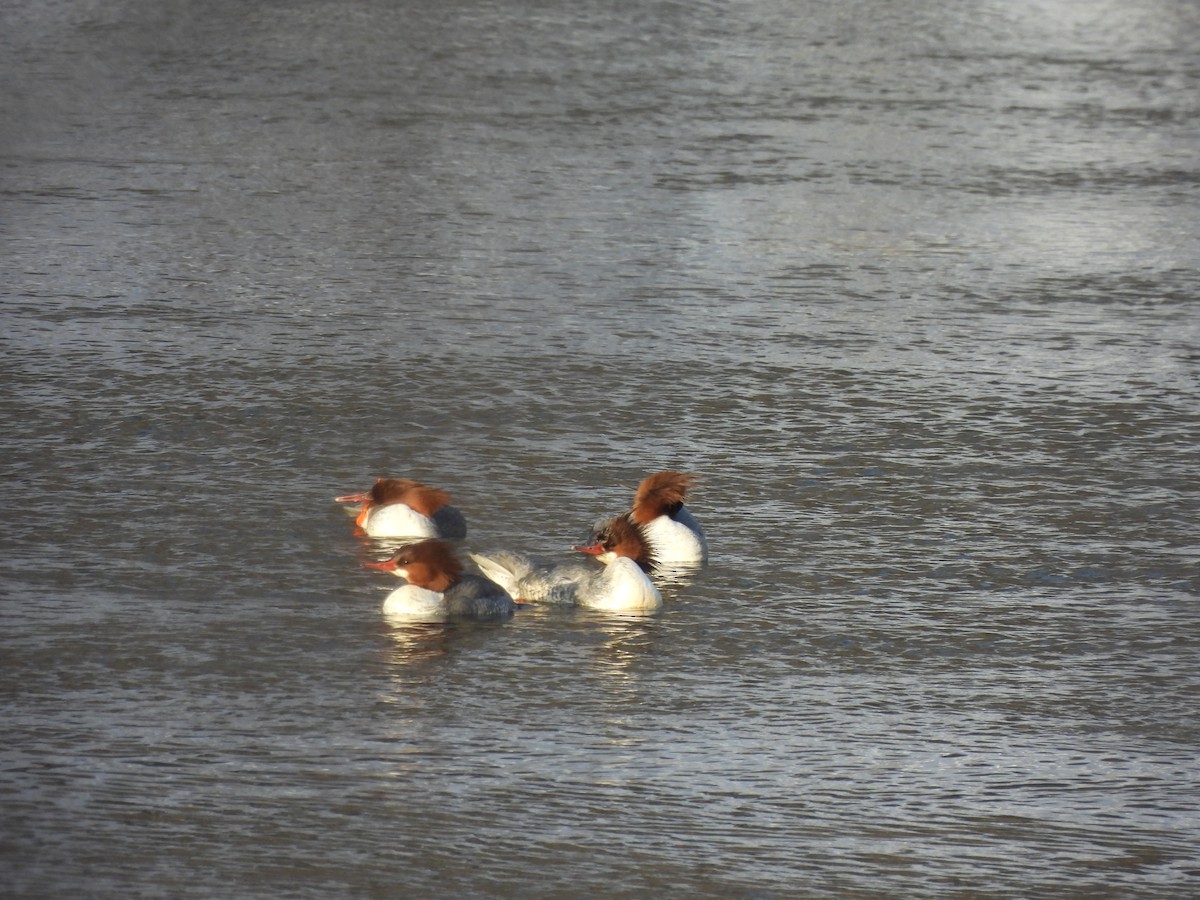 Zerra handia - ML647135985