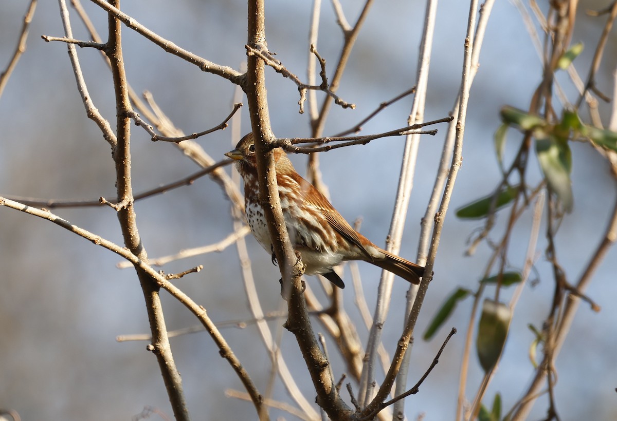 strnadec kaštanový (ssp. iliaca/zaboria) - ML647135987