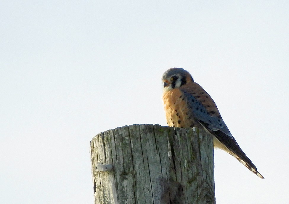 American Kestrel - ML647135992