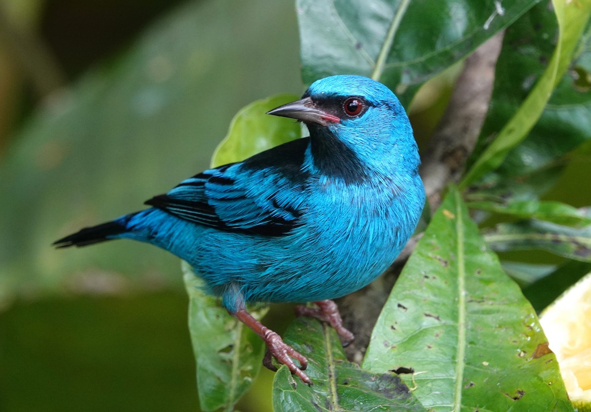 Blue Dacnis - ML647135993