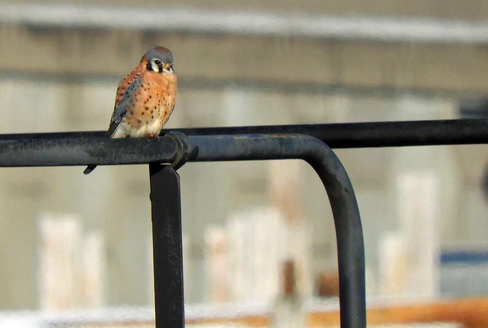 American Kestrel - ML647135998