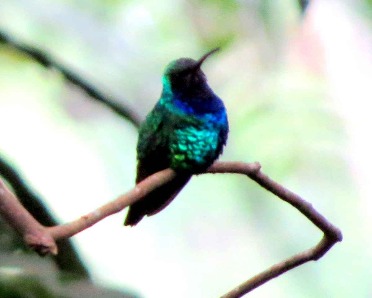 アイガシラハチドリ - ML647136008