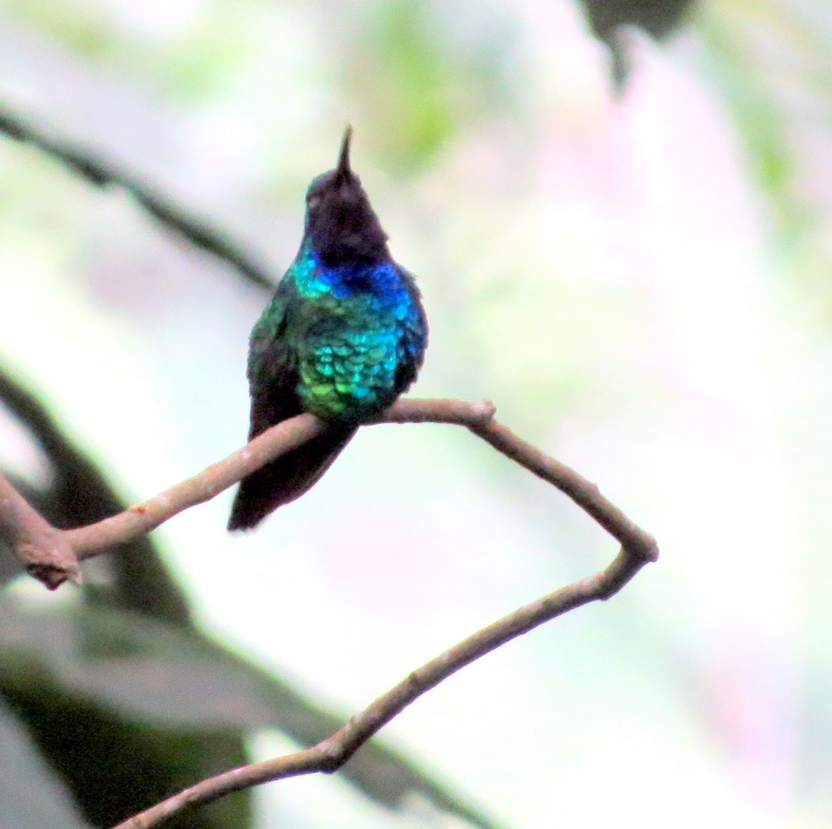 アイガシラハチドリ - ML647136009