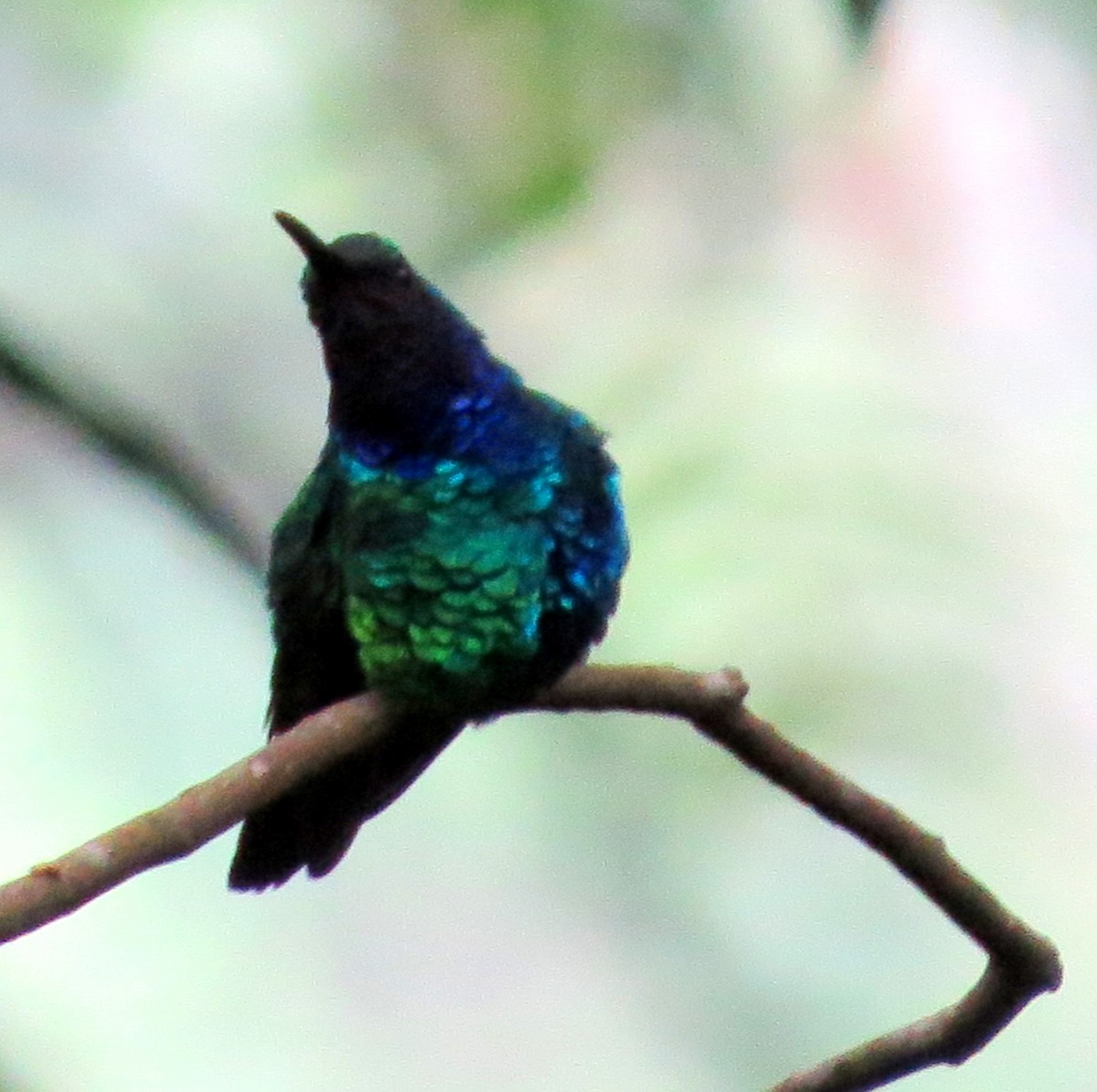 アイガシラハチドリ - ML647136010