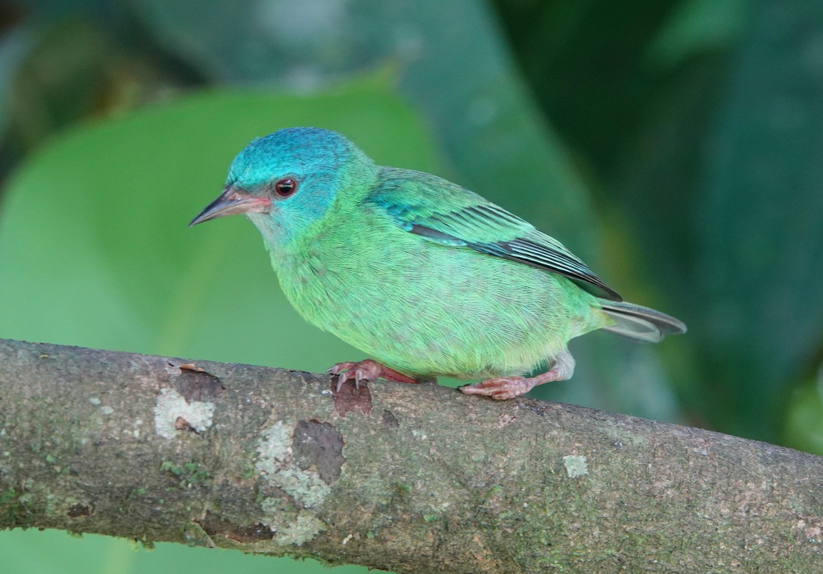 Blue Dacnis - ML647136028