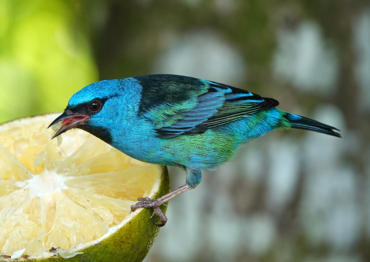 Blue Dacnis - ML647136029