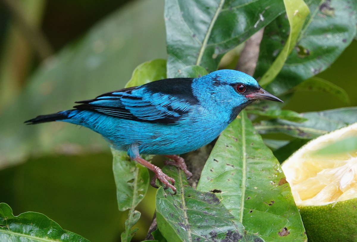 Blue Dacnis - ML647136030