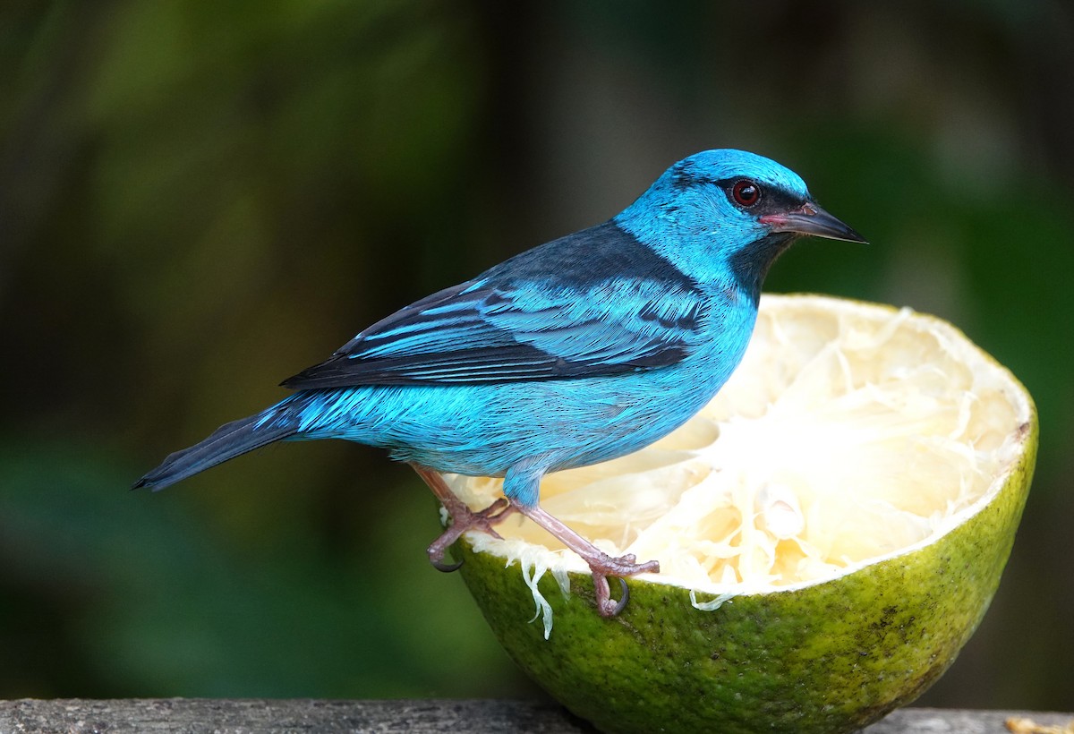 Blue Dacnis - ML647136031