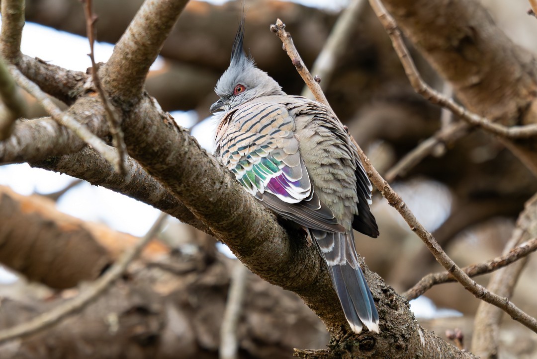 Spitzschopftaube - ML647136040