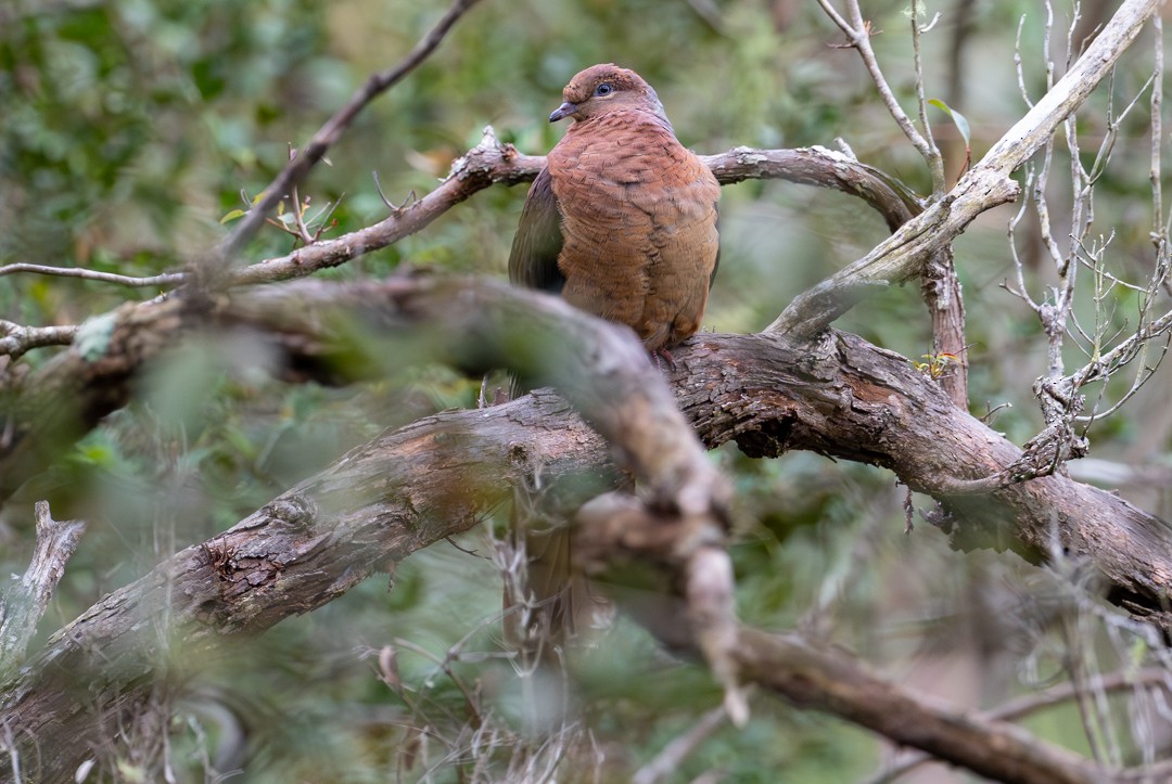 kanelgjøkdue - ML647136043