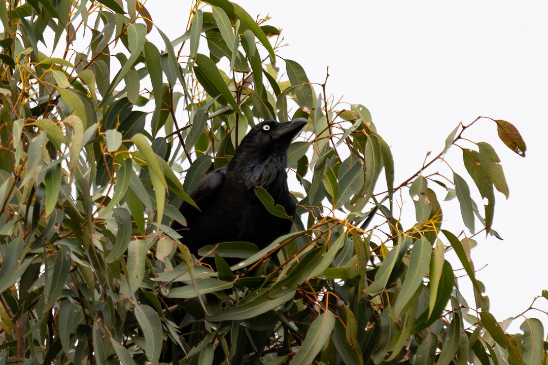 Australian Raven - ML647136044