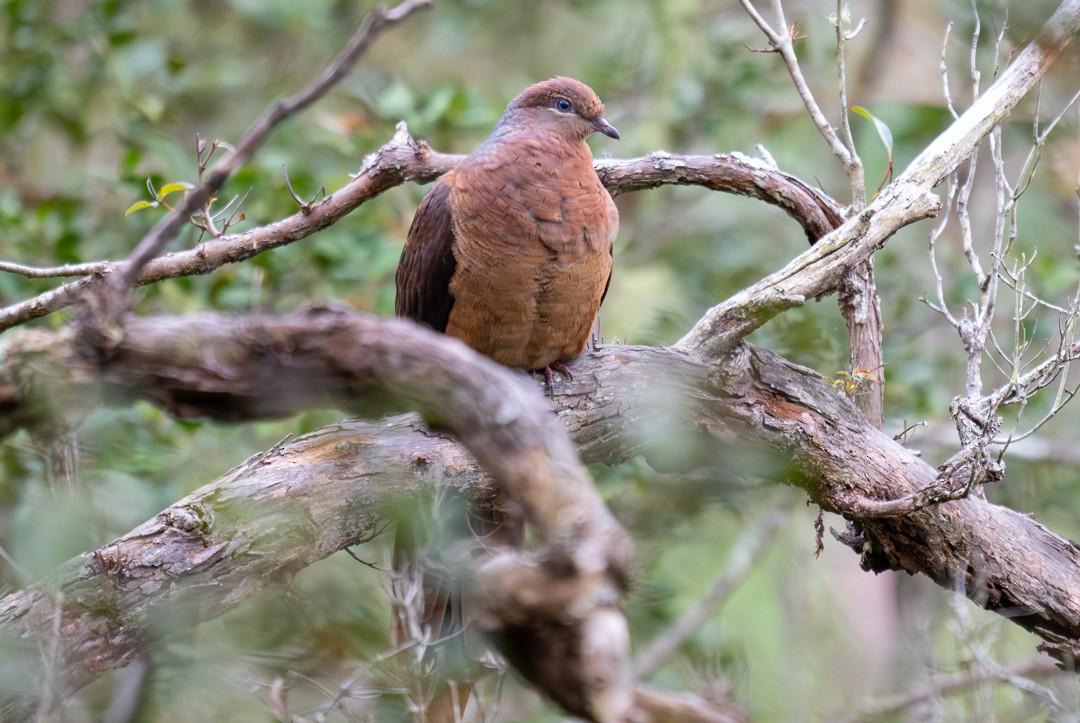 kanelgjøkdue - ML647136046