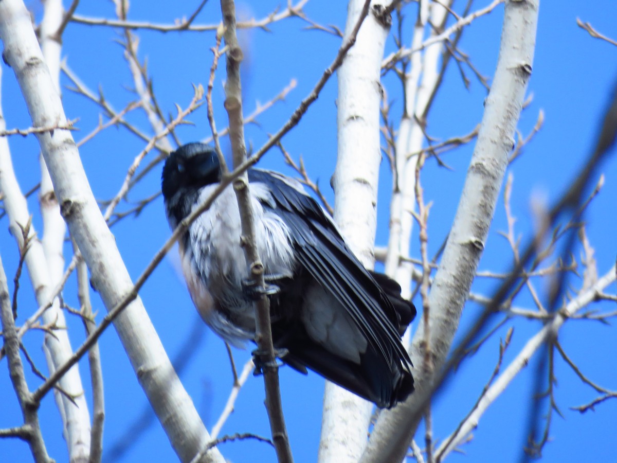 Hooded Crow - ML647136052