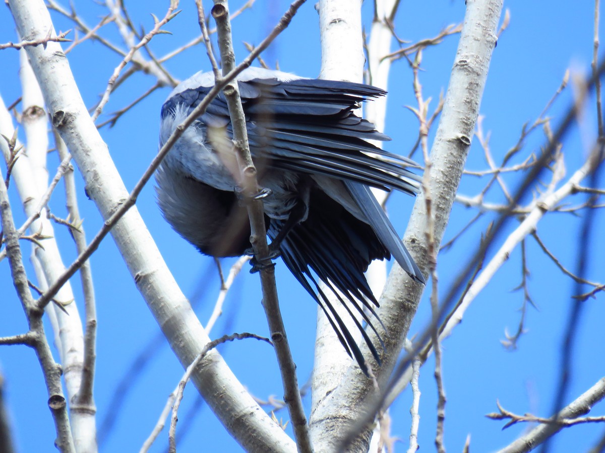 Hooded Crow - ML647136053