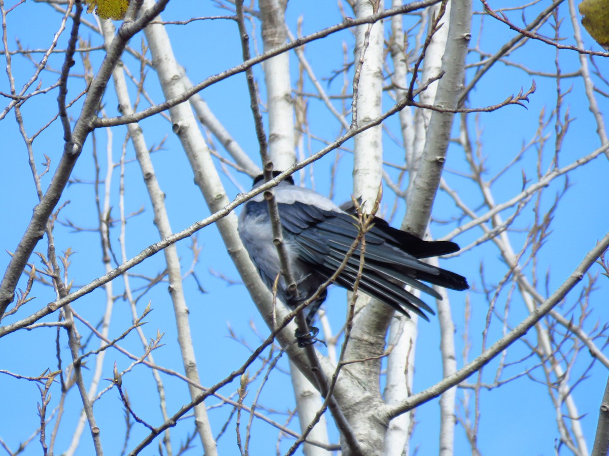 Hooded Crow - ML647136054