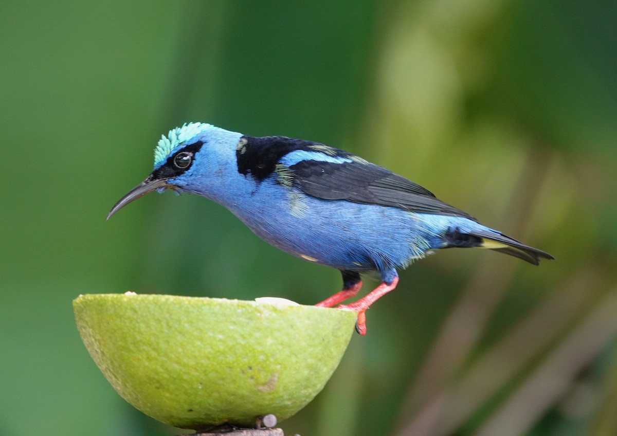 Red-legged Honeycreeper - ML647136055