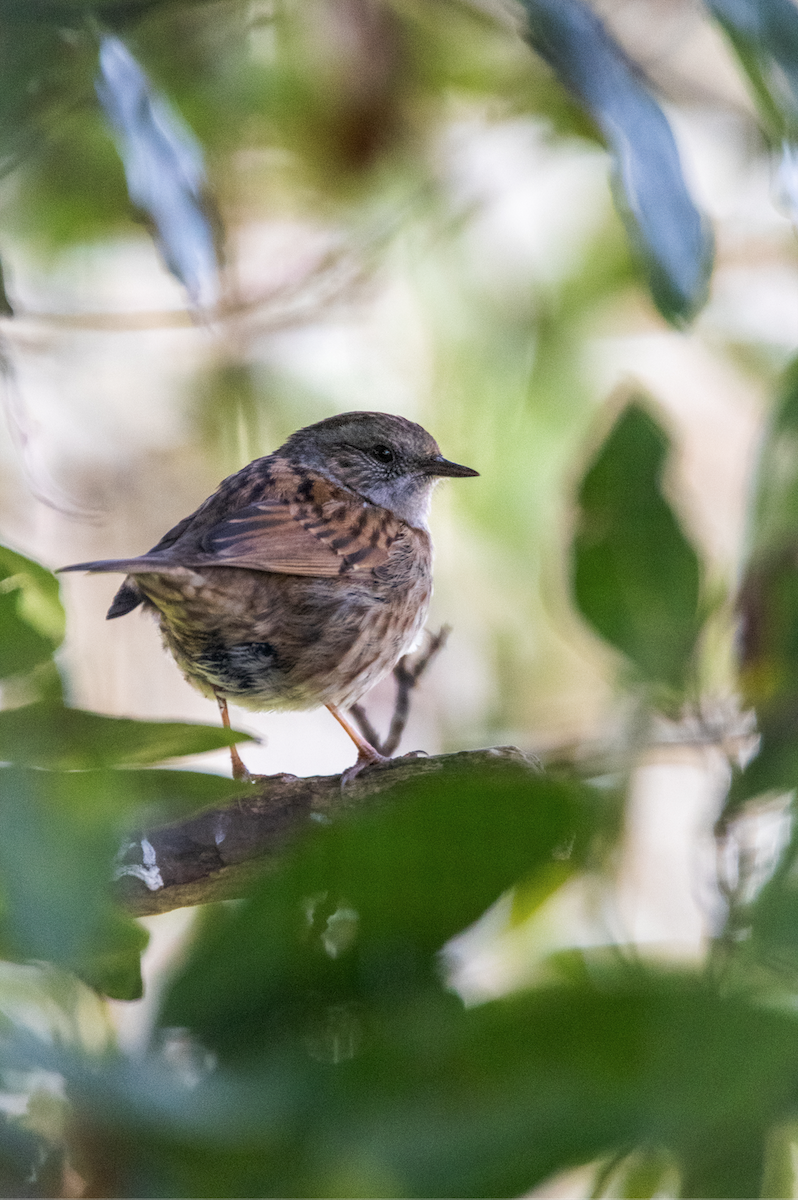 Accenteur mouchet - ML647136077