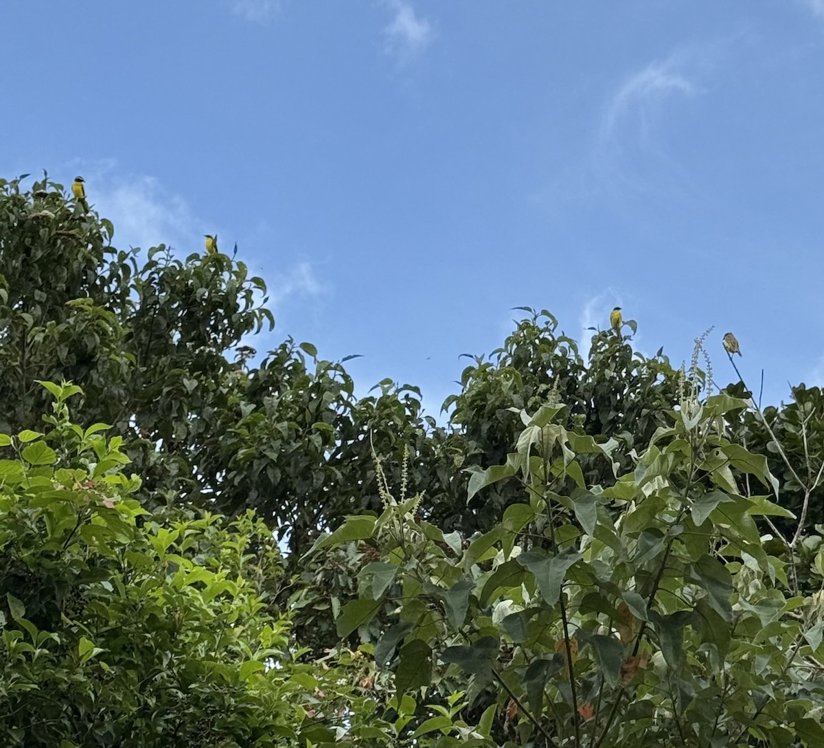 Sosyal Tiran - ML647136081