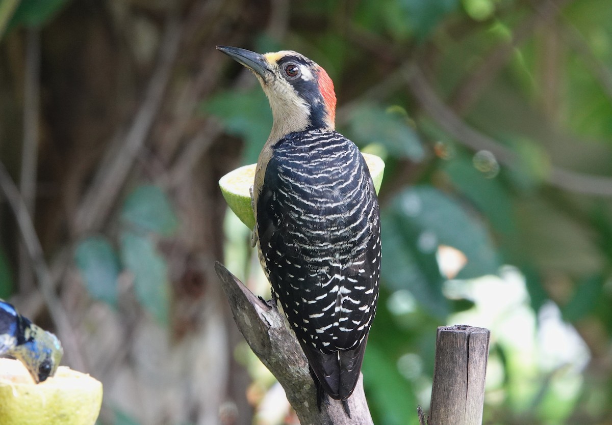 datel černolící - ML647136082