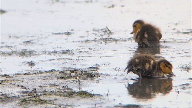 Mallard - ML647136093