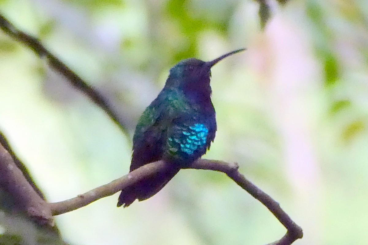 アイガシラハチドリ - ML647136096