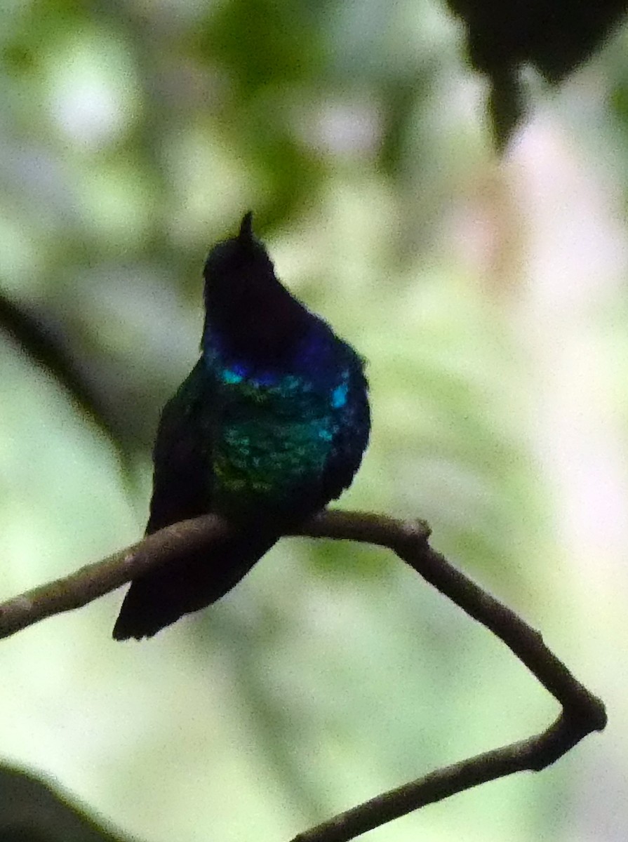 アイガシラハチドリ - ML647136097