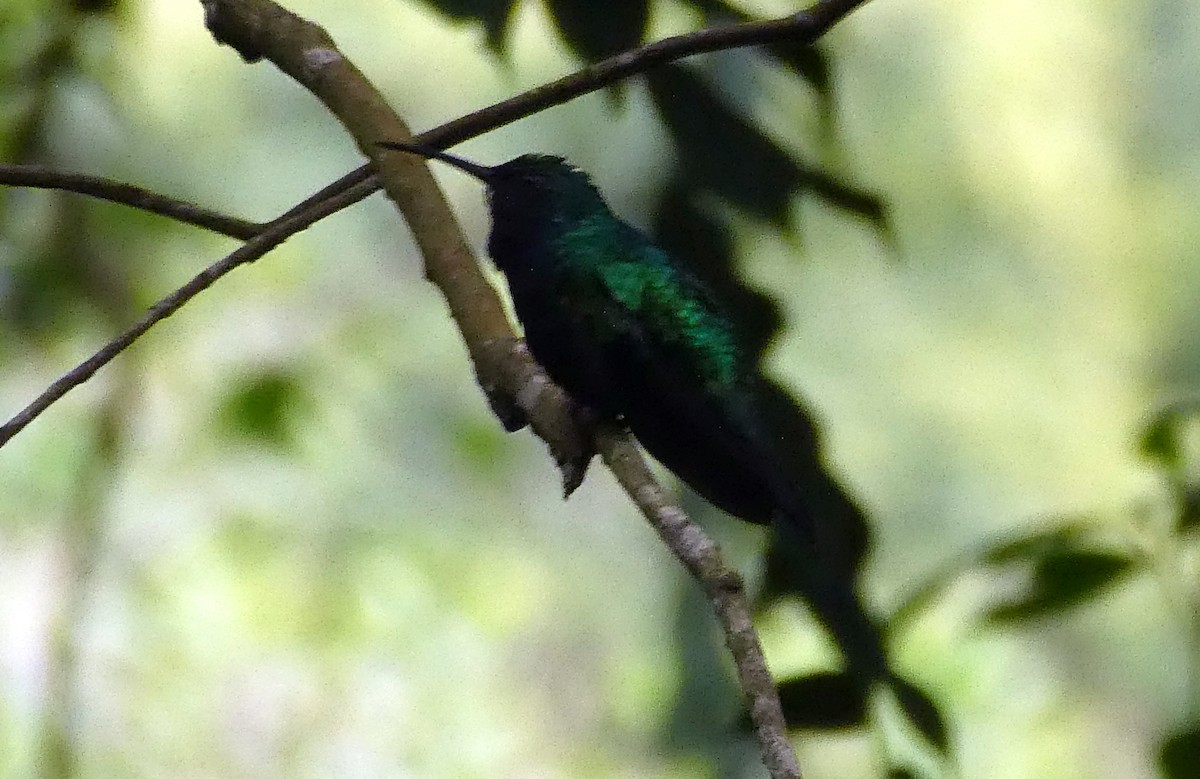 アイガシラハチドリ - ML647136100