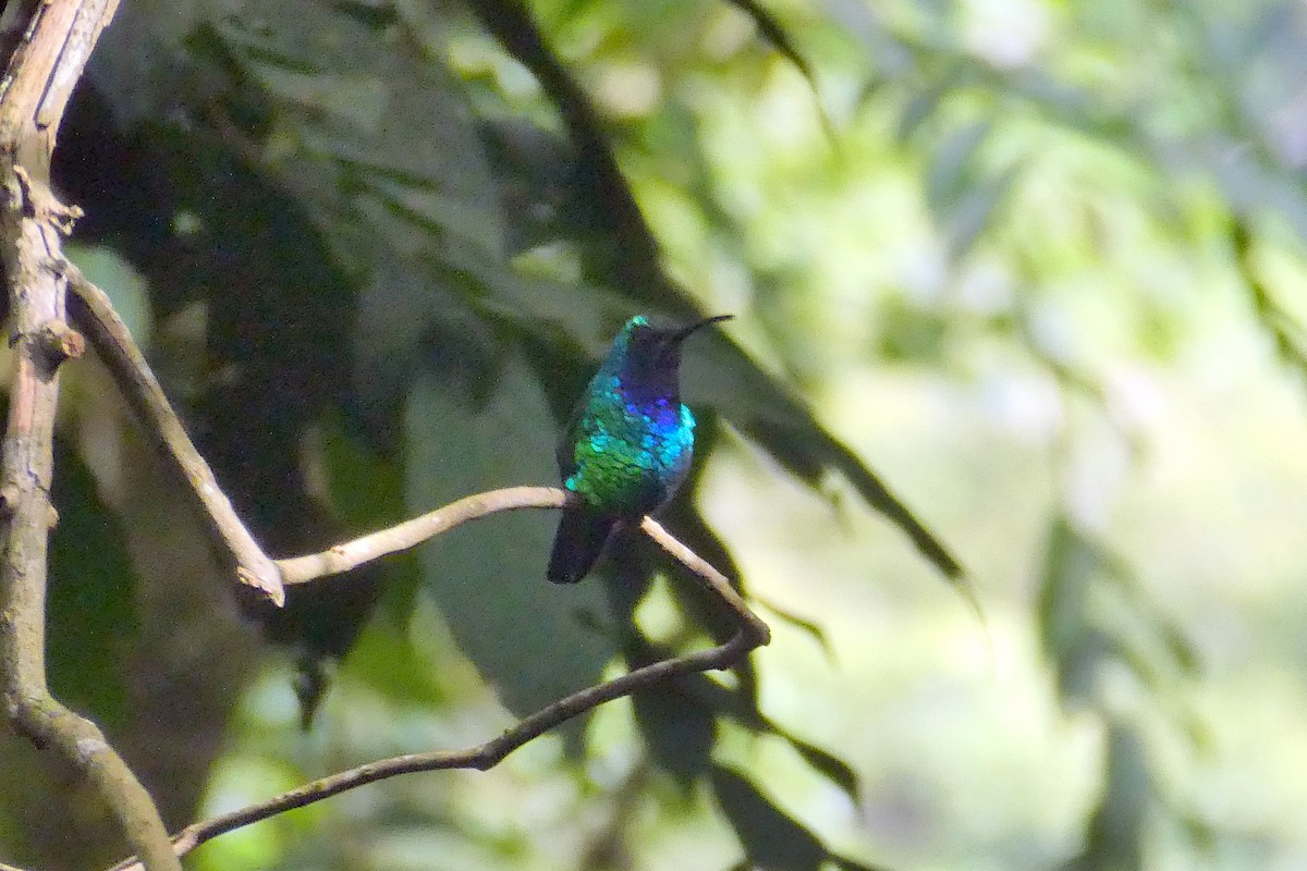 アイガシラハチドリ - ML647136101