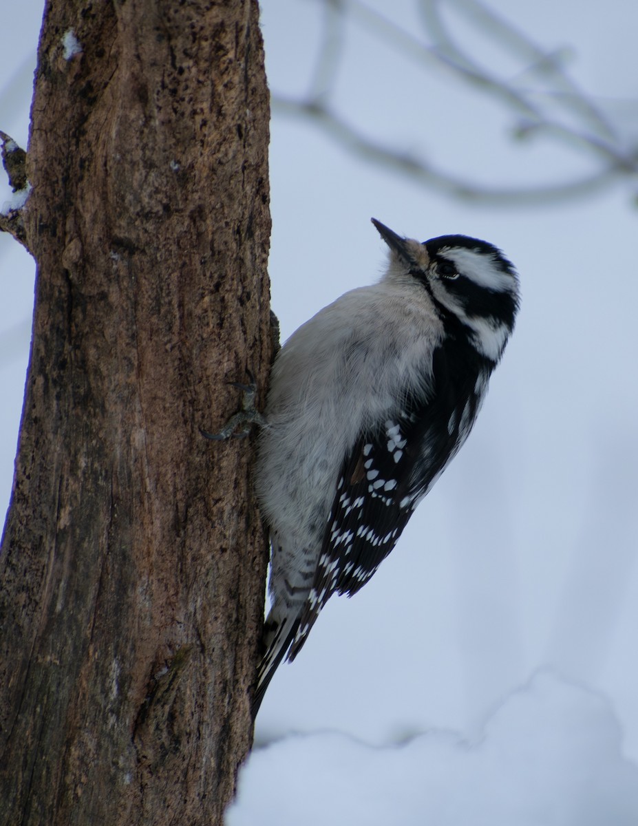 Downy Woodpecker - ML647136104