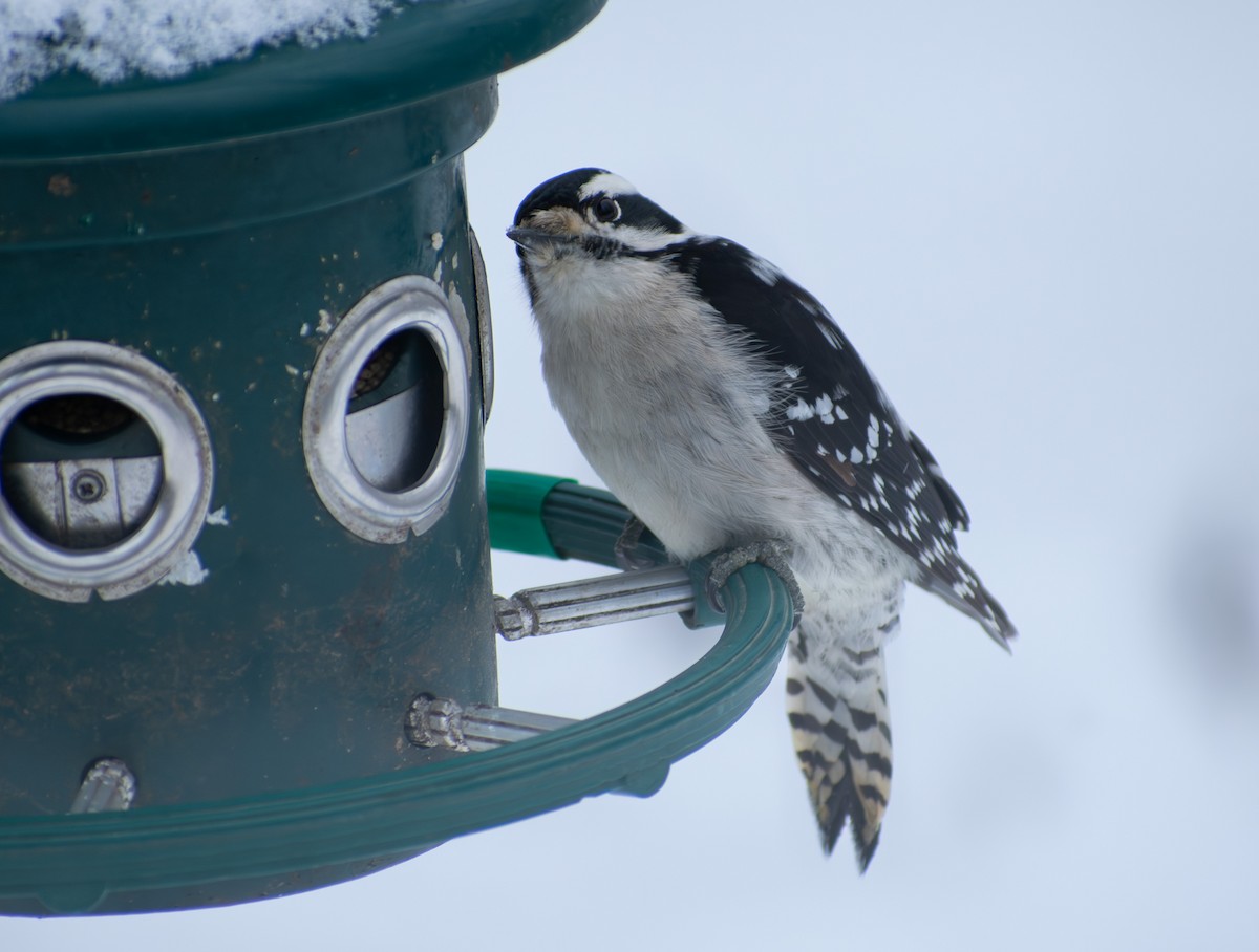 Downy Woodpecker - ML647136107