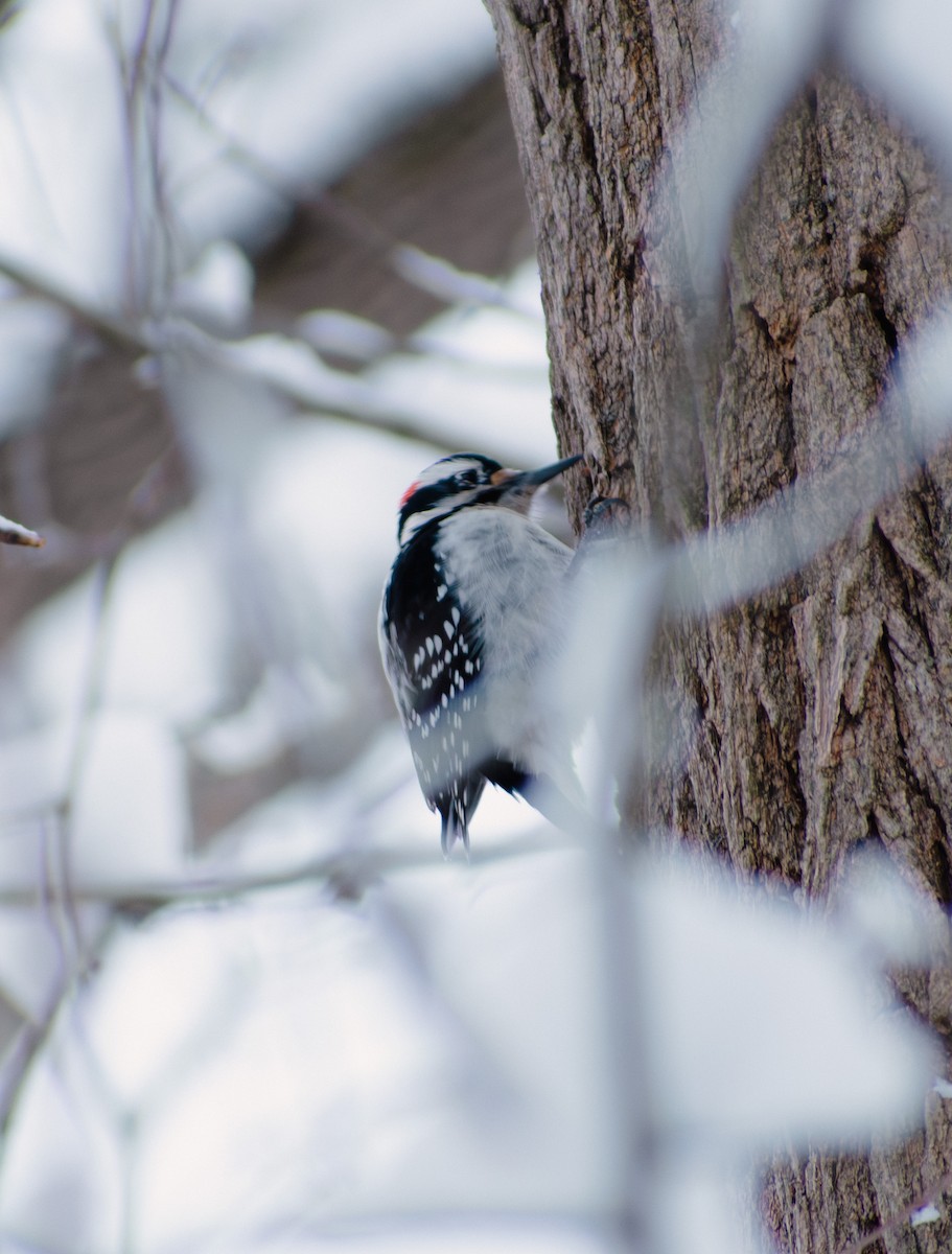 Hairy Woodpecker - ML647136127