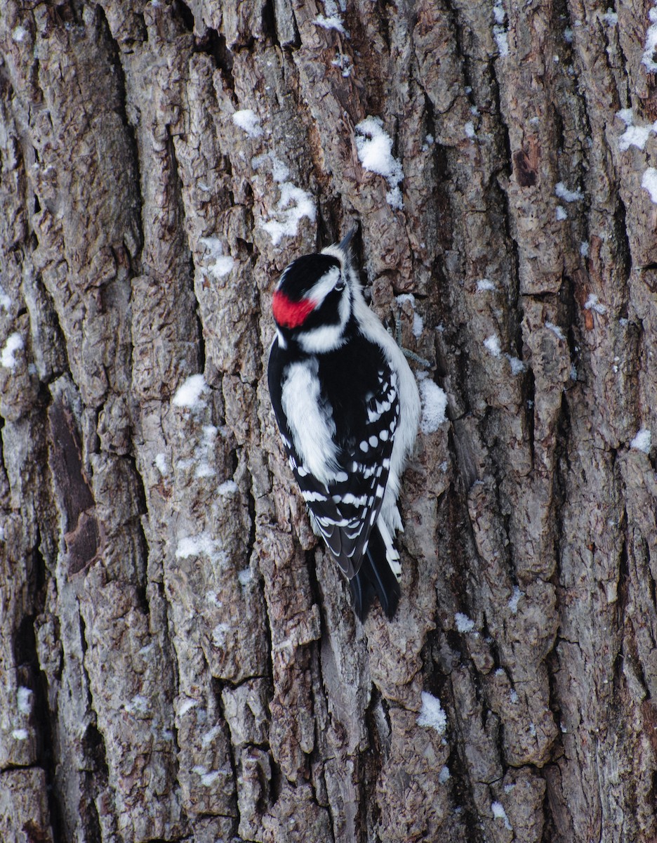 Downy Woodpecker - ML647136128