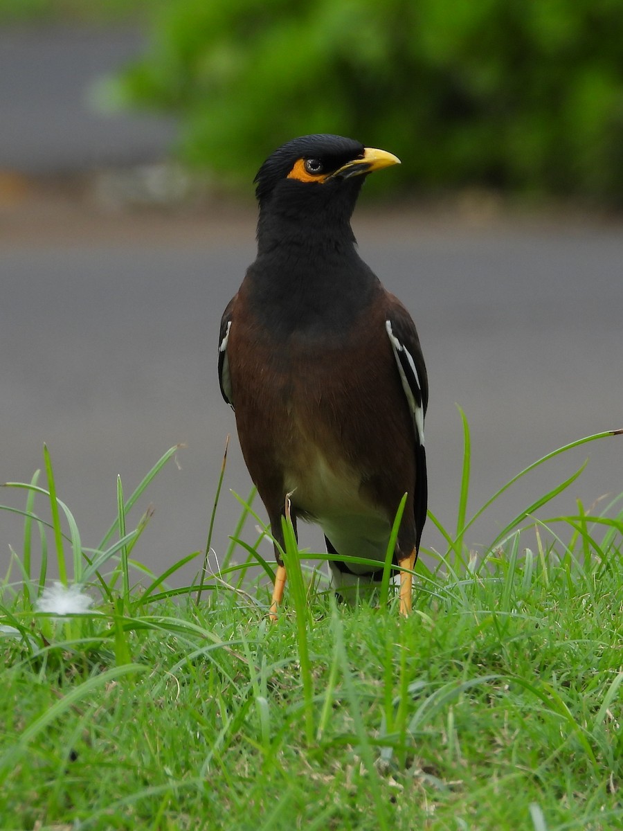 מיינה מצויה - ML647136129
